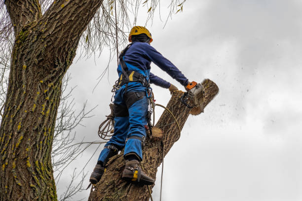 How Our Tree Care Process Works  in  Bingham Farms, MI