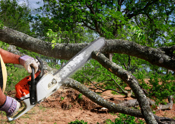 Best Stump Grinding and Removal  in Bingham Farms, MI